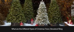 What Are The Different Types of Christmas Trees One Should Know